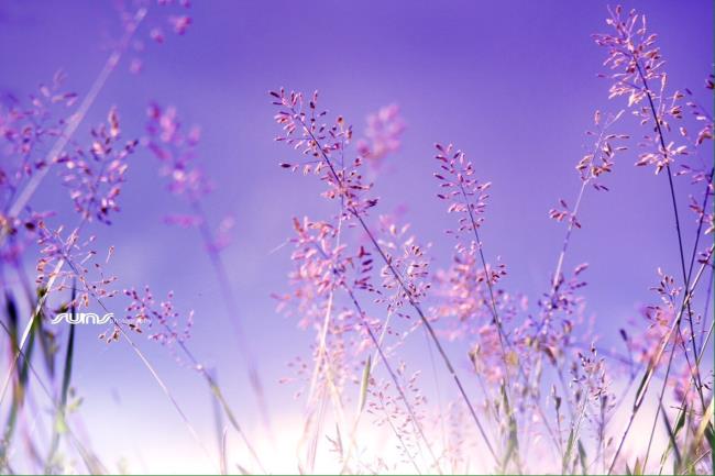 Photos de belles fleurs d'herbe à coudre