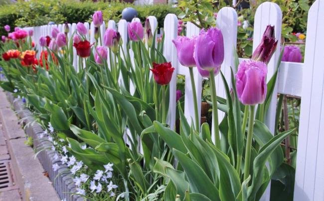 Belle image de jardin de tulipes
