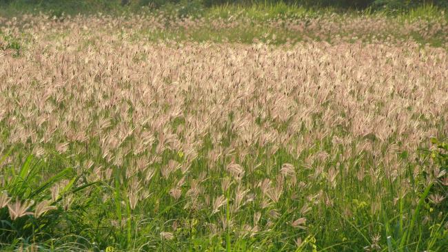 Imagens de belas flores de grama de costura