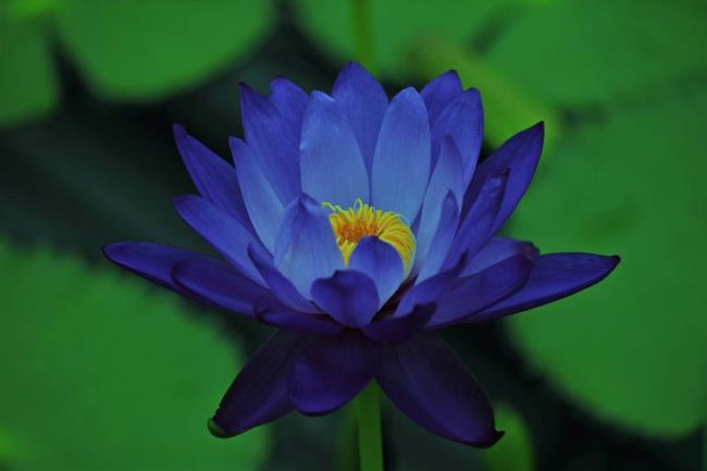 Коллекция самых красивых изображений голубого лотоса