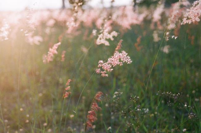 Imagens de belas flores de grama de costura