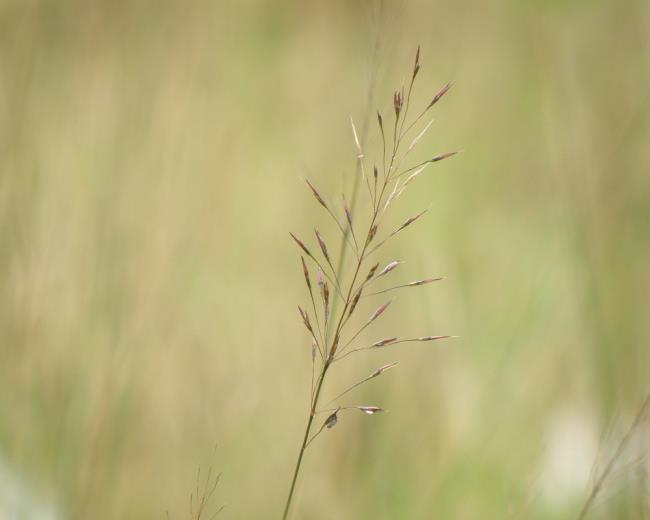 सुंदर सिलाई घास के फूल के चित्र
