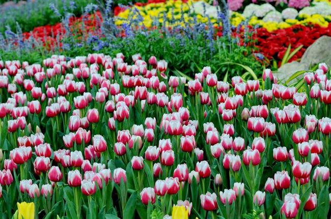 Красивое изображение сада тюльпанов