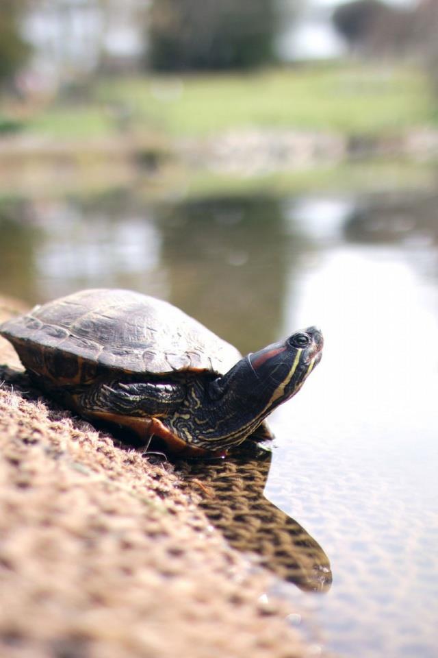Sammlung der schönsten Schildkrötenbilder