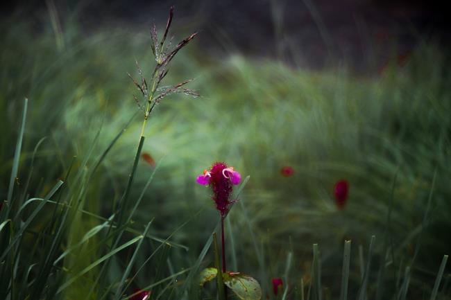 Fotos de hermosas flores de hierba de coser
