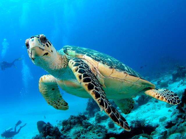 Colecție de cele mai frumoase imagini cu țestoase