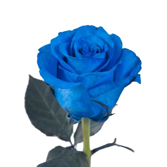 가장 아름다운 파란 장미 이미지 모음