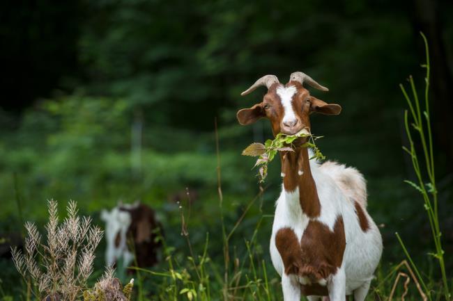 Coleção das mais belas fotos de cabras