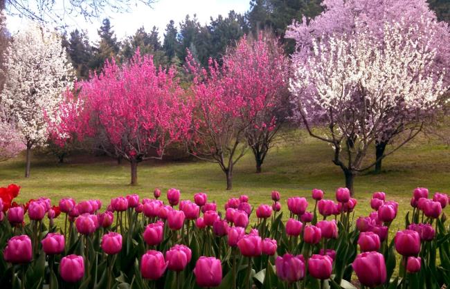 Beautiful tulip garden image