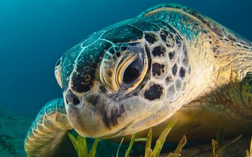 Zbiór najpiękniejszych zdjęć żółwia