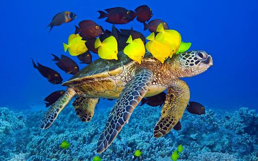 Коллекция самых красивых изображений черепах