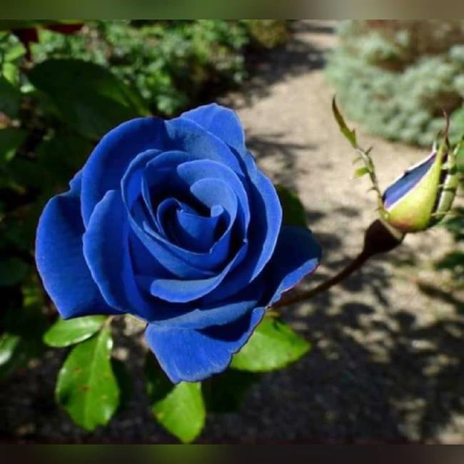 Коллекция самых красивых изображений синих роз