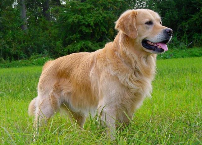 Synthese des schönsten goldenen Hundebildes