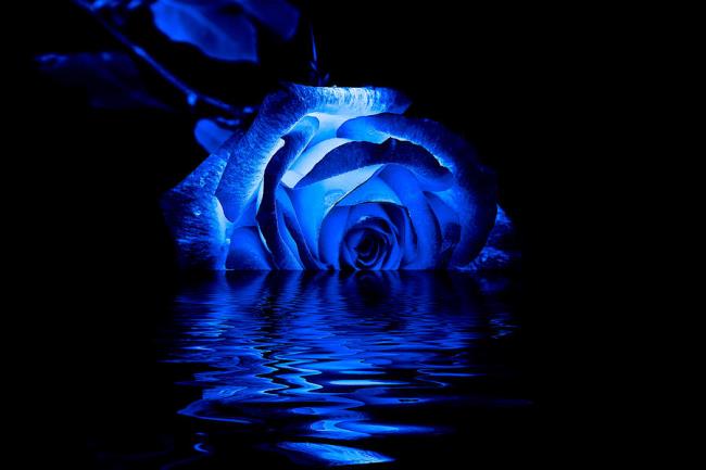 最美麗的藍玫瑰圖像的集合