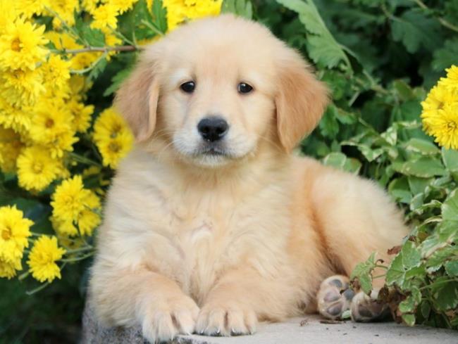En güzel Golden dog görüntüsünün sentezi