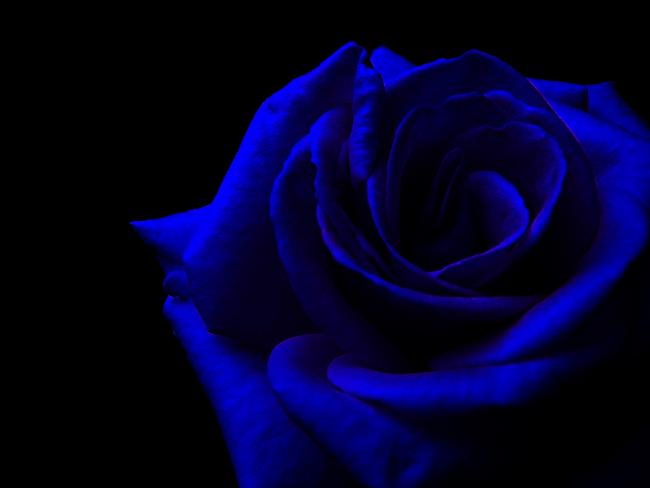 Verzameling van de mooiste blauwe rozen afbeeldingen