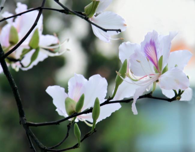 خلاصه ای از زیباترین گلهای بالکن سفید در کوههای شمال غربی