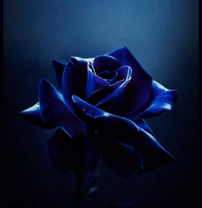 Verzameling van de mooiste blauwe rozen afbeeldingen