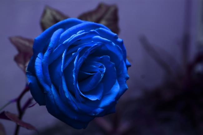 مجموعة من اجمل صور الورود الزرقاء