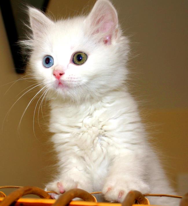 가장 아름다운 터키 앙고라 고양이 사진 모음