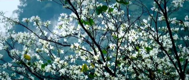 西北山區最美麗的白色陽台花朵的總結