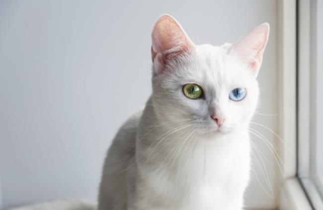 Koleksi gambar kucing Angora Turki yang paling indah