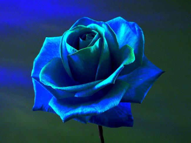 Koleksi gambar mawar biru yang paling indah