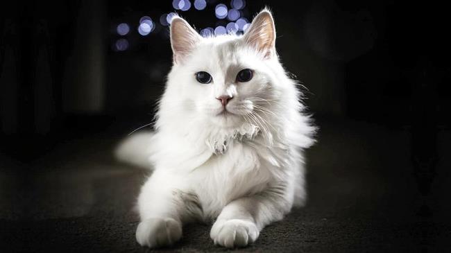 Collection des plus belles photos de chats angora turc