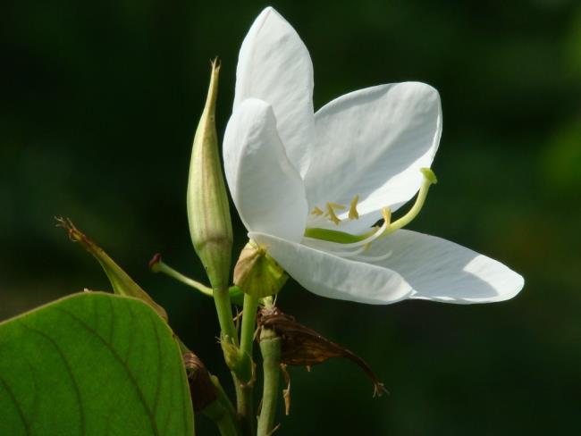西北山區最美麗的白色陽台花朵的總結