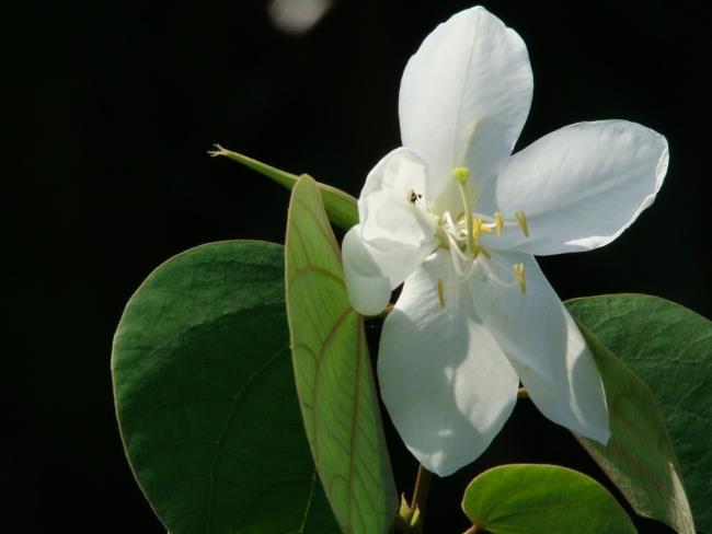 Resumo das mais belas flores de varanda branca nas montanhas do noroeste