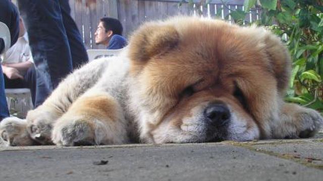 Síntese do mais bonito cachorro Chow Chow