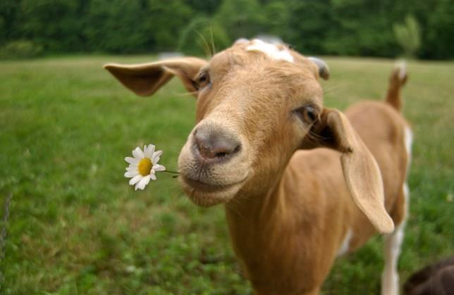 Collection des plus belles photos de chèvre