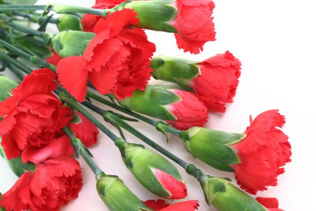 Bilder der schönsten roten Nelke kombinieren