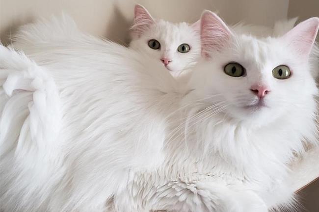 Zbiór najpiękniejszych zdjęć kotów tureckiej angory
