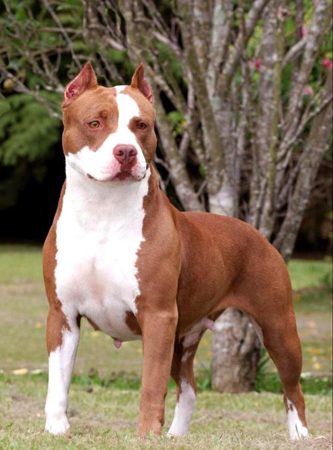 Collection of the most beautiful Pitbull images