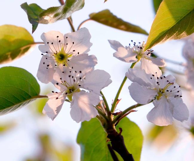 Résumé des plus belles fleurs de balcon blanc dans les montagnes du Nord-Ouest