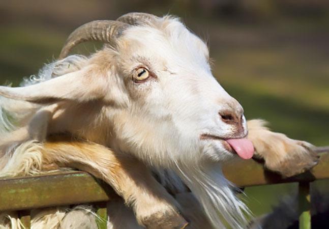 Collection des plus belles photos de chèvre