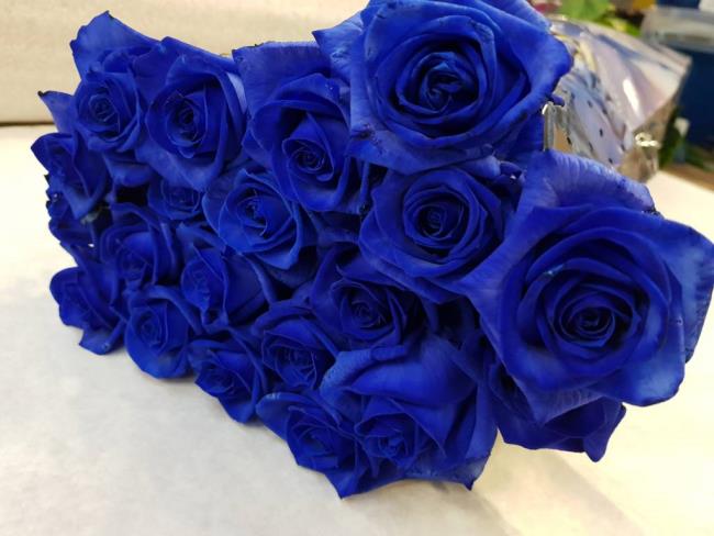 Koleksi gambar bunga mawar biru yang paling indah