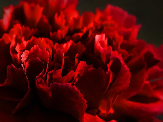 Combiner des images des plus beaux œillets rouges