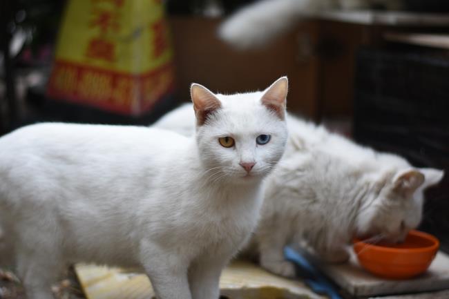 सबसे सुंदर तुर्की अंगोरा बिल्ली चित्रों का संग्रह