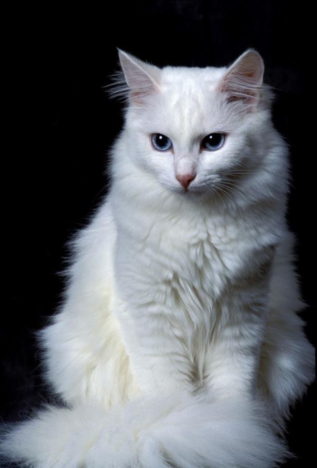 सबसे सुंदर तुर्की अंगोरा बिल्ली चित्रों का संग्रह