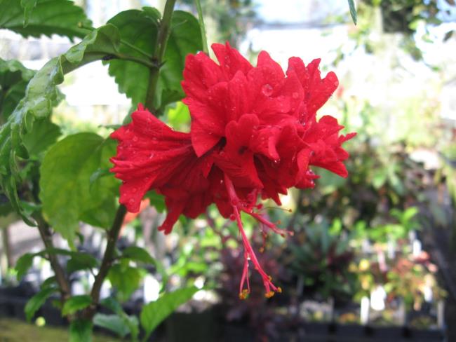 ترکیبی از تصاویر از زیباترین گل میخک قرمز