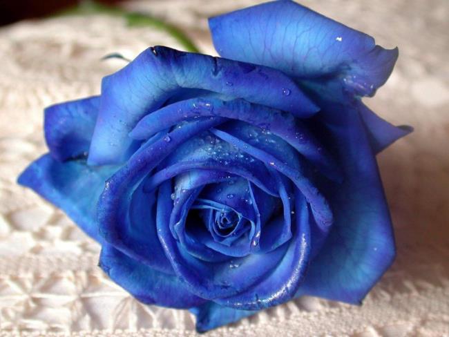 Coleção das mais belas imagens de rosas azuis