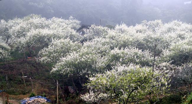 Zusammenfassung der schönsten weißen Balkonblumen im Nordwesten der Berge