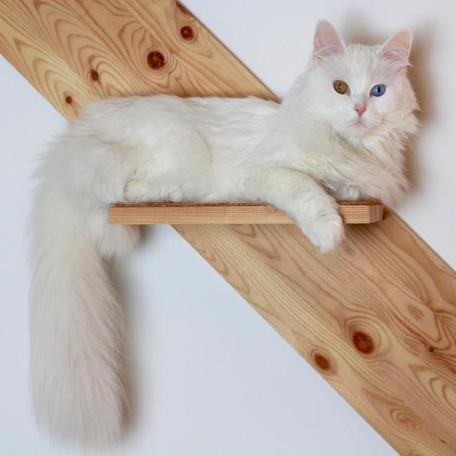 Colección de las imágenes más bellas del gato de angora turco