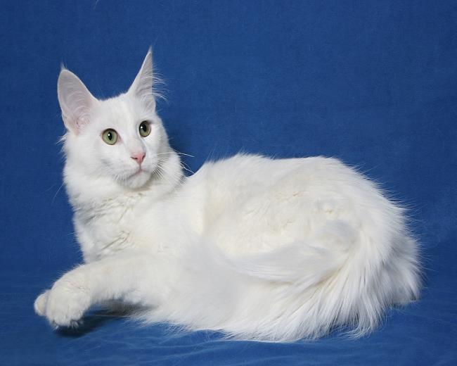 Collection of the most beautiful Turkish Angora cat pictures