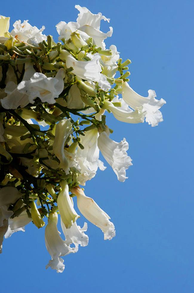 Hermosas flores de fénix blanco