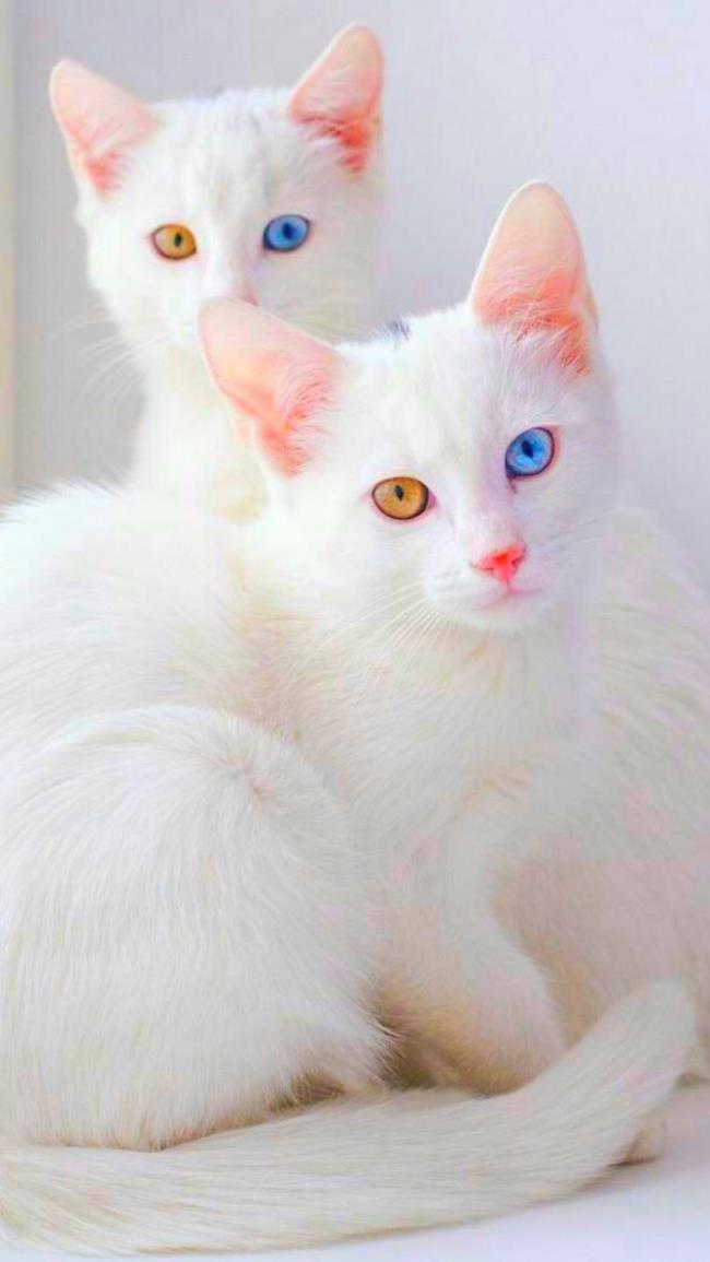 最美麗的土耳其安哥拉貓圖片集合