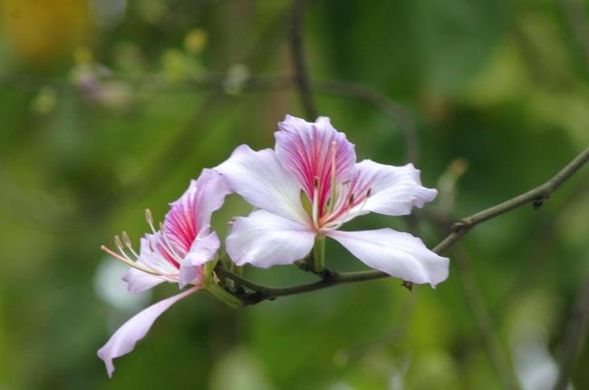 Resumo das mais belas flores de varanda branca nas montanhas do noroeste