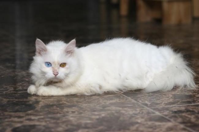 Коллекция самых красивых картин турецкой ангорской кошки